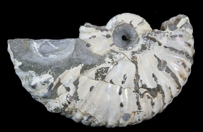 Hoploscaphites (Jeletzkytes) Ammonite - South Dakota #43664